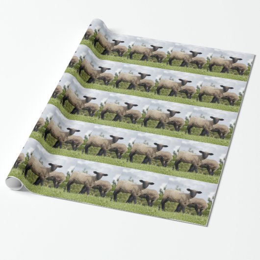 sheep cadeaupapier (Uitgerold)