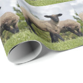 sheep cadeaupapier (Rol Hoek)