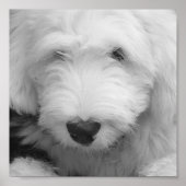 Sheep Dog Photo Poster Print (Voorkant)