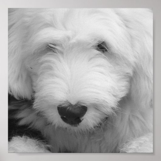 Sheep Dog Photo Poster Print (Voorkant)