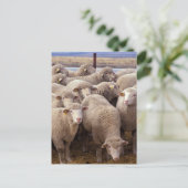 Sheep Herd Briefkaart (Staand voorkant)