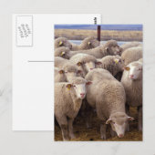 Sheep Herd Briefkaart (Voorkant / Achterkant)