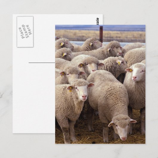 Sheep Herd Briefkaart (Voorkant / Achterkant)