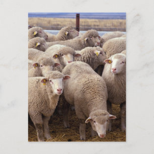 Sheep Herd Briefkaart