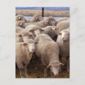 Sheep Herd Briefkaart (Voorkant)