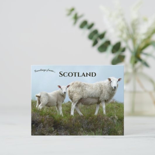 Sheep in  Isle of Skye Scotland  Briefkaart (Staand voorkant)