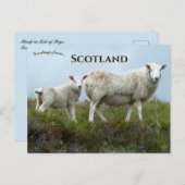 Sheep in  Isle of Skye Scotland  Briefkaart (Voorkant / Achterkant)