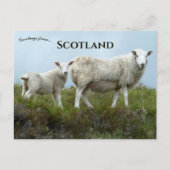 Sheep in  Isle of Skye Scotland  Briefkaart (Voorkant)