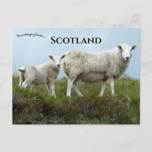 Sheep in  Isle of Skye Scotland  Briefkaart (Voorkant)