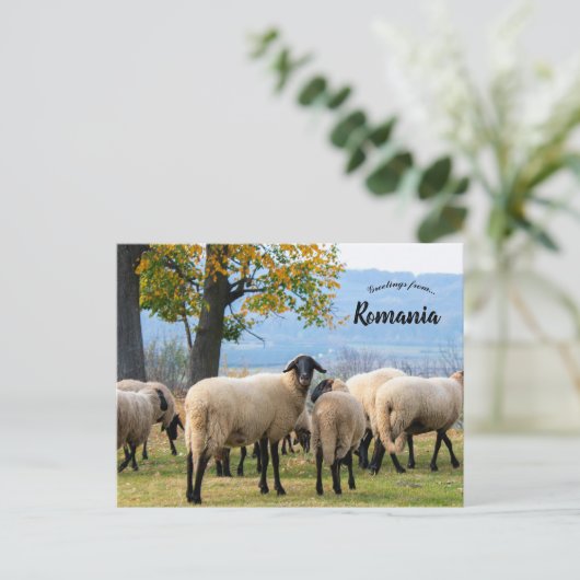 Sheep in Rural Romania Briefkaart (Staand voorkant)