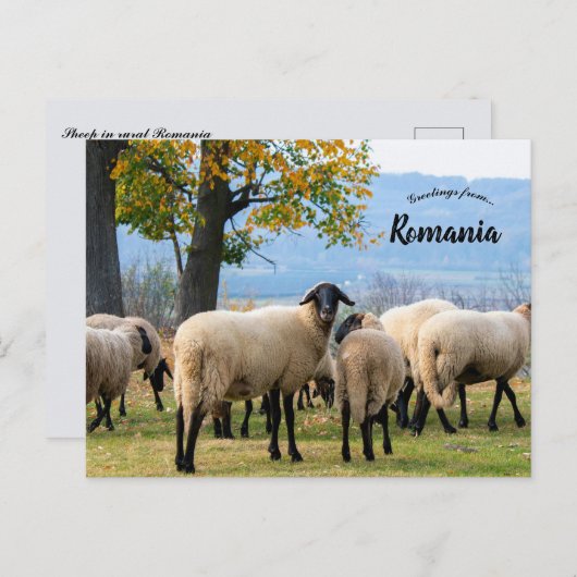 Sheep in Rural Romania Briefkaart (Voorkant / Achterkant)