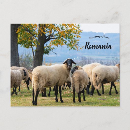 Sheep in Rural Romania Briefkaart (Voorkant)