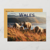 Sheep in Wales Briefkaart (Voorkant / Achterkant)