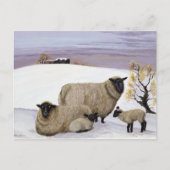 Sheep in Winter Briefkaart (Voorkant)