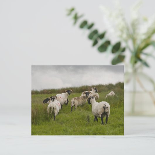 sheep.jpg briefkaart (Staand voorkant)
