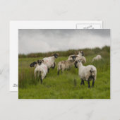 sheep.jpg briefkaart (Voorkant / Achterkant)