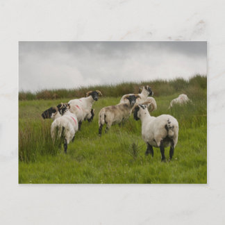 sheep.jpg briefkaart