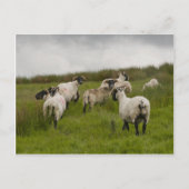 sheep.jpg briefkaart (Voorkant)