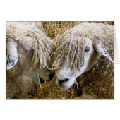 SHEEP-kaart (Voorkant Horizontaal)