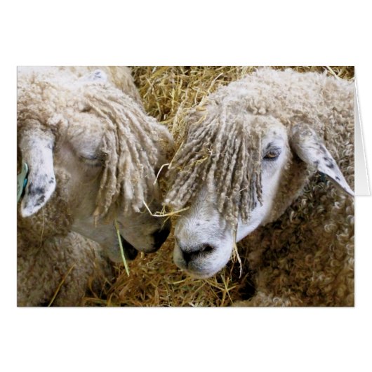 SHEEP-kaart (Voorkant Horizontaal)