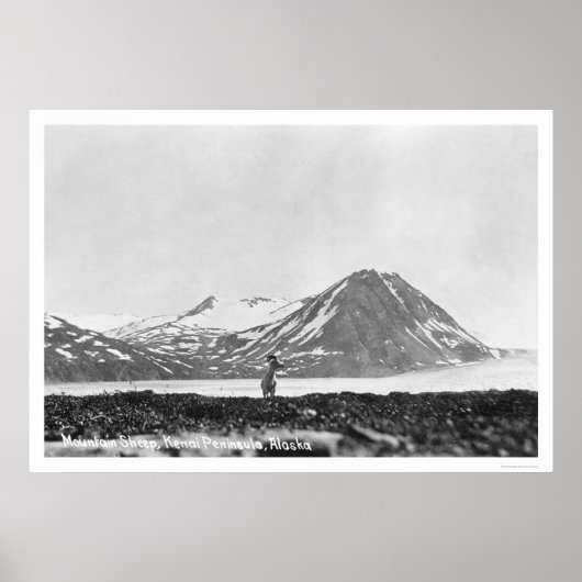 Sheep Kenai Peninsula Alaska 1912 Poster (Voorkant)