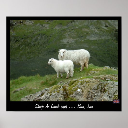 Sheep & Lamb zegt Baa, Baa (Poster) Poster (Voorkant)