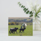 Sheep Lambs Bodmin Moor Cornwall England Briefkaart (Staand voorkant)