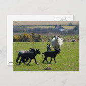 Sheep Lambs Bodmin Moor Cornwall England Briefkaart (Voorkant / Achterkant)