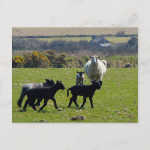Sheep Lambs Bodmin Moor Cornwall England Briefkaart