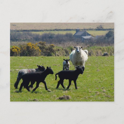 Sheep Lambs Bodmin Moor Cornwall England Briefkaart (Voorkant)