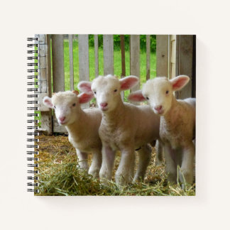 Sheep-laptop Notitieboek
