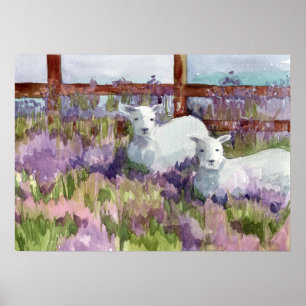 Sheep Lavender Fields Boerderij Animal Lambs Poster