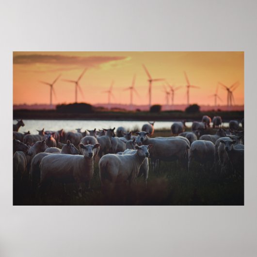 Sheep - Lydd, Romney Marsh, Kent, Verenigd Koninkr Poster (Voorkant)