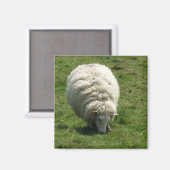 Sheep Magnet (Voorkant / Achterkant)