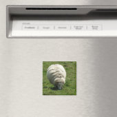 Sheep Magnet (Insitu (Vaatwasser))