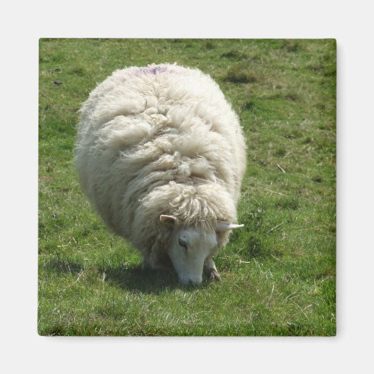 Sheep Magnet (Voorkant)