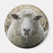 Sheep Magnet (Voorkant)