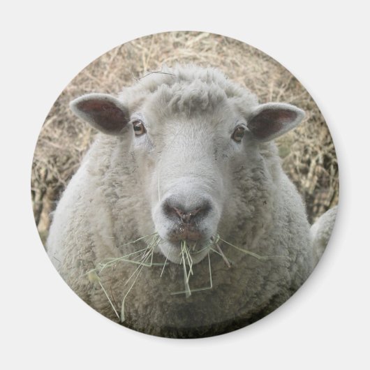 Sheep Magnet (Voorkant)