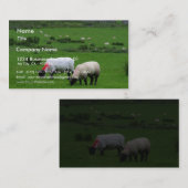 Sheep Near Deerpark Ierland Visitekaartje (Voorkant / Achterkant)