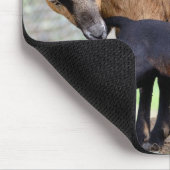 Sheep on Cameroun and lamb suckling Muismat (Hoek)