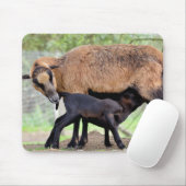 Sheep on Cameroun and lamb suckling Muismat (Met muis)