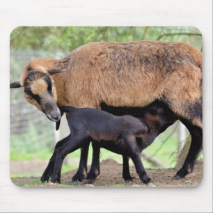 Sheep on Cameroun and lamb suckling Muismat