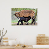 Sheep on Cameroun and lamb suckling Poster (Keuken)