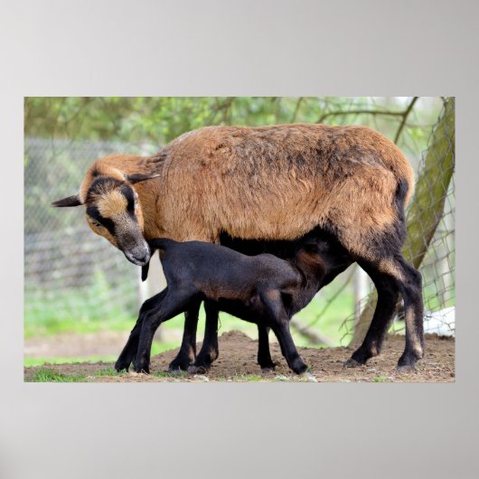 Sheep on Cameroun and lamb suckling Poster (Voorkant)