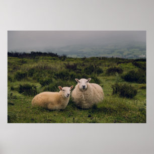 SHEEP ON MOEL FAMAU, MOLD, CLWYDIAN RANGE, VK POSTER
