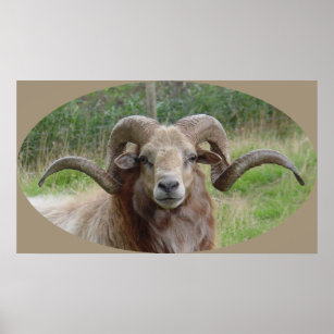 Sheep - Rams Head Poster
