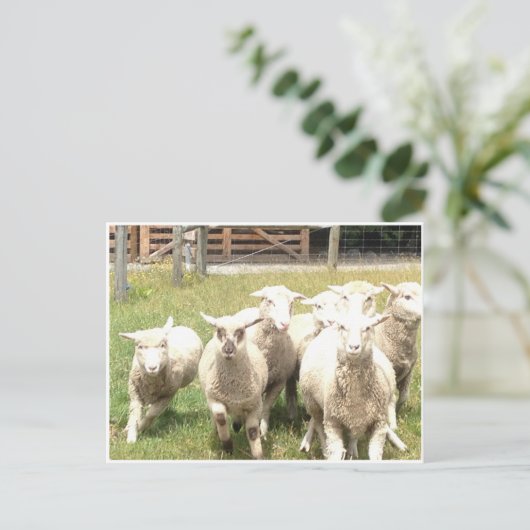 Sheep Stampede Briefkaart (Staand voorkant)