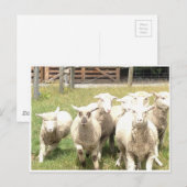 Sheep Stampede Briefkaart (Voorkant / Achterkant)