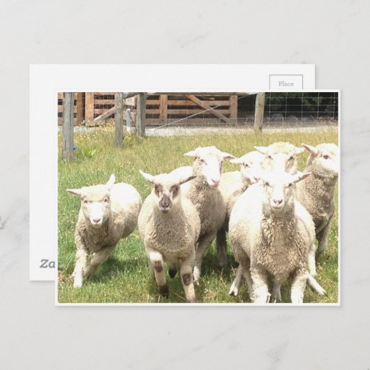 Sheep Stampede Briefkaart (Voorkant / Achterkant)