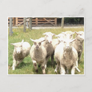 Sheep Stampede Briefkaart